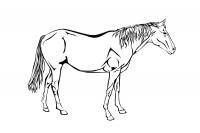 Раскраски лошадь Раскраски для мальчиков