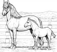 Раскраски лошади домашние Раскраски для мальчиков