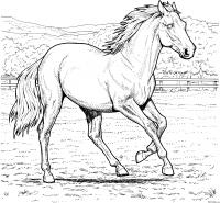 Лошадь на ферме Раскраски для мальчиков