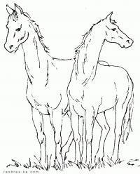 Две лошади на пастбище Раскраски для мальчиков