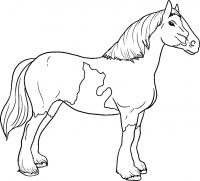 Лошадь прожевальского Раскраски для мальчиков