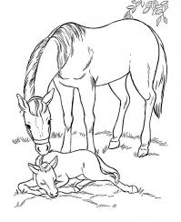 Лошадь смотрит за жеребенком Раскрашивать раскраски для мальчиков