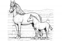Лошади на ферме Раскраски для мальчиков