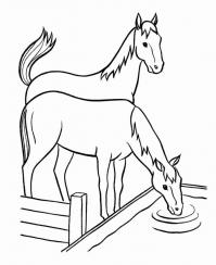 Раскраски лошади пьют воду Раскраски для мальчиков