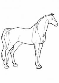 Раскраски лошади арабской Раскраски для мальчиков