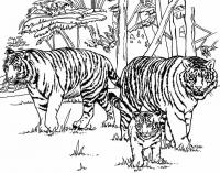 Тигры на охоте Раскрашивать раскраски для мальчиков