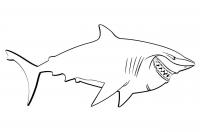 Акула с острыми зубами Раскраски для мальчиков бесплатно
