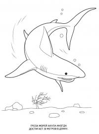 Акула гроза морей Раскраски для мальчиков бесплатно