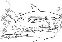Акула и другие подводные обитатели Раскраски для мальчиков бесплатно