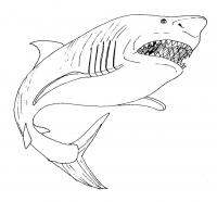 Акула с открытым ртом Раскраски для мальчиков бесплатно
