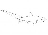 Рыба акула Раскраски для мальчиков бесплатно