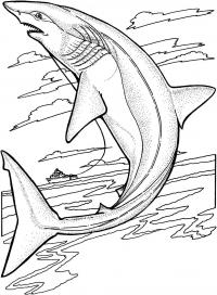 Красивая акула Раскраски для мальчиков бесплатно