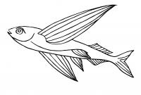 Крылатая рыбка Распечатать раскраски для мальчиков