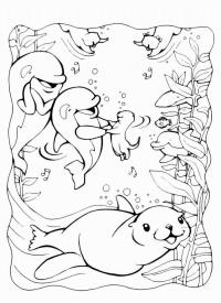 Дельфины и котики Распечатать раскраски для мальчиков