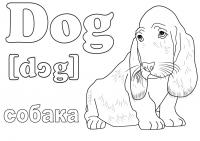 Собака с английским переводом Раскрашивать раскраски для мальчиков